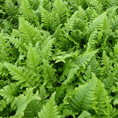 Fougère mâle Cristata - Bakker
