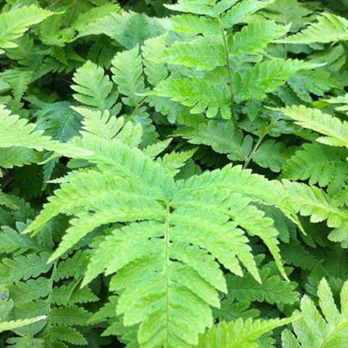 Bakker - Fougère mâle goldiana - Dryopteris goldiana - Plantes d'intérieur