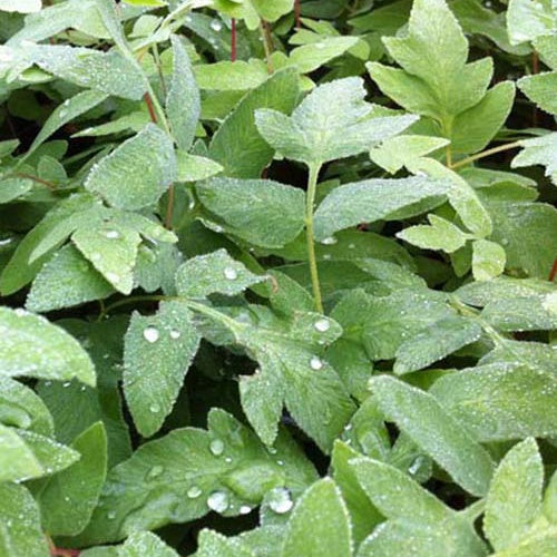 Osmonde royale Purpurascens - Bakker