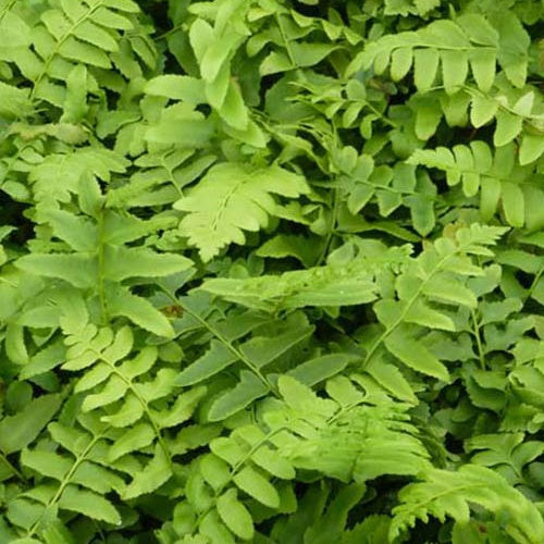 Plantes vivaces - Fougère de Noël - Polystichum acrostichoides