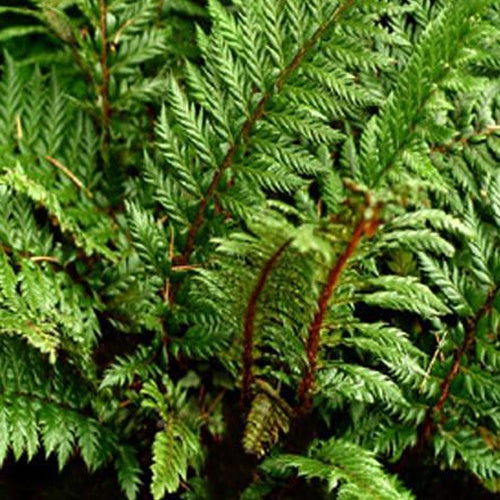 Bakker - Polystic à feuille de houx Siny Holly Fern - Fougère - Polystichum shinny holly fern - Plantes d'intérieur