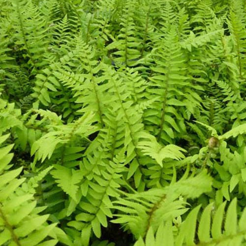 Bakker - Polystic - Polystichum munitum - Plantes d'extérieur