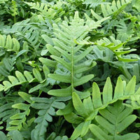 Bakker - Polypode commun - Fougère - Polypodium vulgare - Plantes d'intérieur