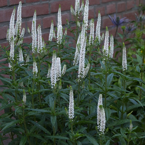 Bakker - Véronique First Lady - Veronica longifolia first lady - Plantes d'extérieur