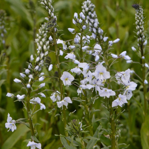 Bakker - 3 Véronique du Caucase - Veronica gentianoides - Plantes d'extérieur