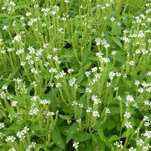 Verveine hastée Alba