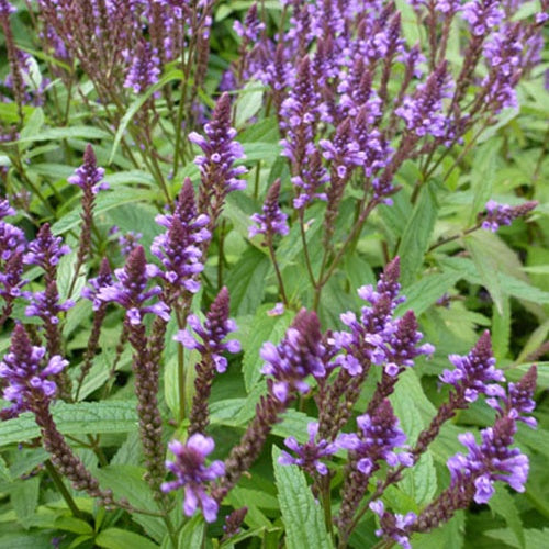 Bakker - Verveine hastée - Verbena hastata - Plantes d'extérieur