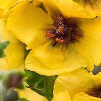 Bakker - Molène Costwold Queen - Verbascum cotswold queen - Plantes d'extérieur