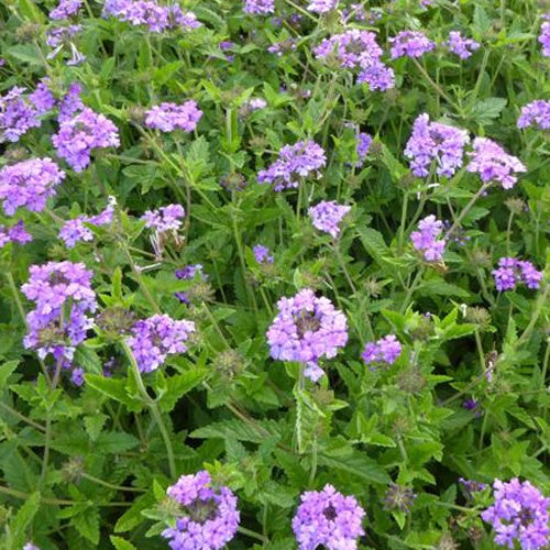 Bakker - Verveine vivace Muriel - Verbena muriel - Plantes d'extérieur