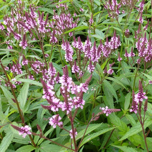 Bakker - Verveine hastée rose - Verbena hastata rosea - Plantes d'extérieur