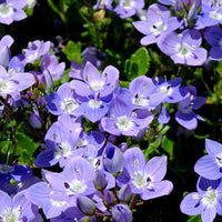 Bakker - Véronique Liwanensis - Veronica liwanensis - Plantes d'extérieur