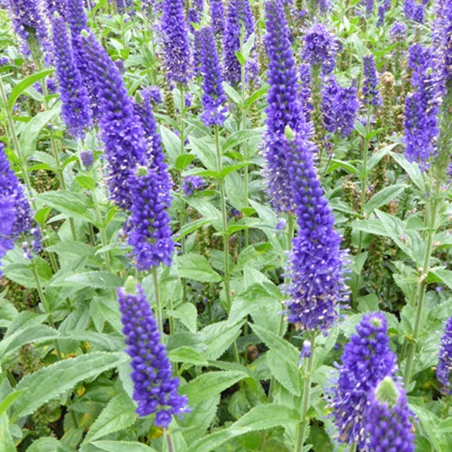 Bakker - Véronique à grandes feuilles Marietta - Veronica longifolia marietta - Plantes d'extérieur