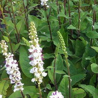 Bakker - 3 Molènes noires à fleurs blanches - Verbascum nigrum var. album - Plantes d'extérieur