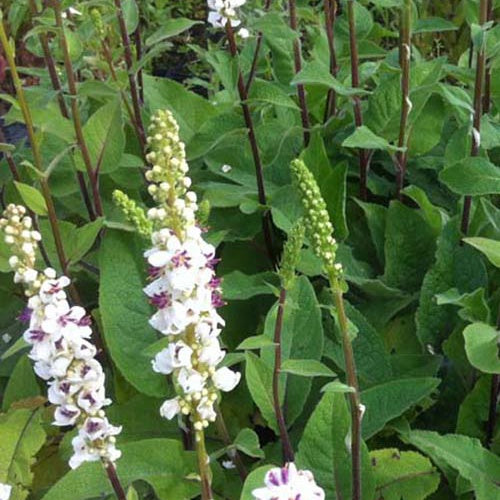 Bakker - 3 Molènes noires à fleurs blanches - Verbascum nigrum var. album - Plantes d'extérieur