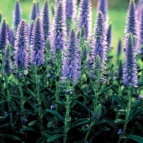 Bakker - 3 Véronique en épis - Veronica spicata - Plantes d'extérieur