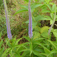 Bakker - Véronique de Virginie Apollo - Veronicastrum virginicum apollo - Plantes d'extérieur