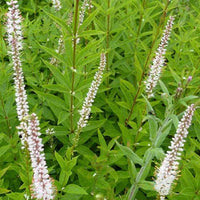 Bakker - Véronique de Virginie Diana - Veronicastrum virginicum diana - Plantes d'extérieur