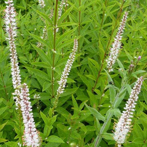 Bakker - Véronique de Virginie Diana - Veronicastrum virginicum diana - Plantes d'extérieur