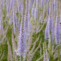 Bakker - Véronique de Virginie Lavendelturm - Veronicastrum virginicum lavendelturm - Plantes d'extérieur