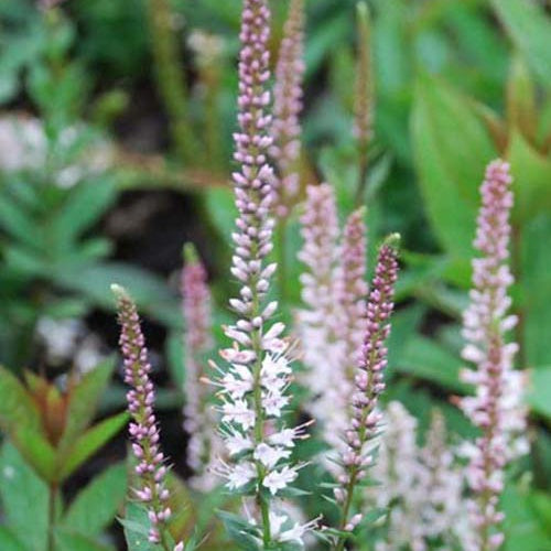 Bakker - Véronique de Virginie Pink Glow - Veronicastrum virginicum pink glow - Plantes d'extérieur