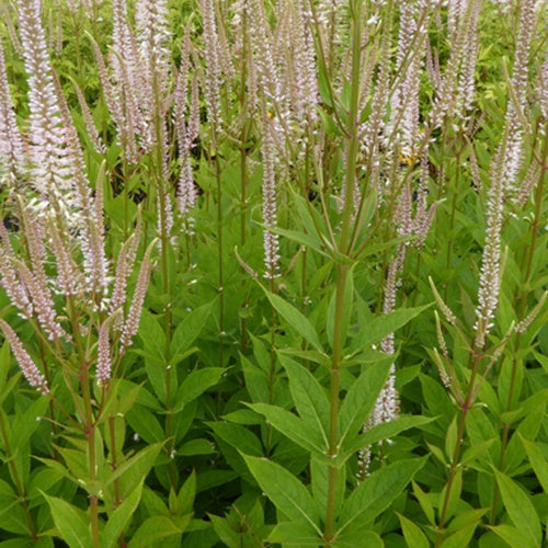 Bakker - Véronique de Virginie Roseum - Veronicastrum virginicum roseum - Plantes d'extérieur