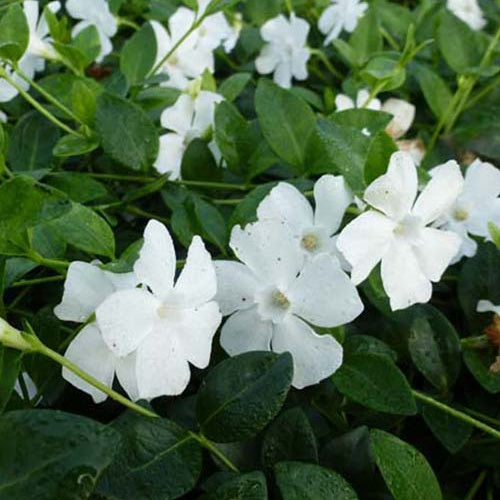Bakker - 3 Petites pervenches blanches - Vinca minor alba - Plantes d'extérieur