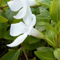 Bakker - 3 Grandes pervenches panachées - Vinca major alba - Plantes d'extérieur