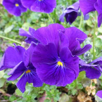 Bakker - 3 Violettes cornue Martin - Pensée - Viola cornuta martin - Plantes d'extérieur