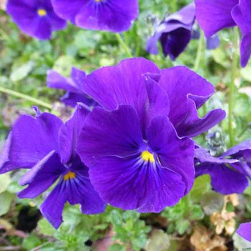 Bakker - 3 Violettes cornue Martin - Pensée - Viola cornuta martin - Plantes d'extérieur