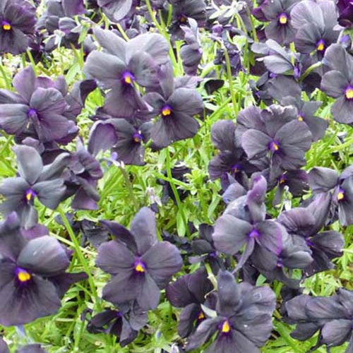 Bakker - 3 Violettes cornue Molly Sanderson - Pensée - Viola cornuta molly sanderson - Plantes d'extérieur