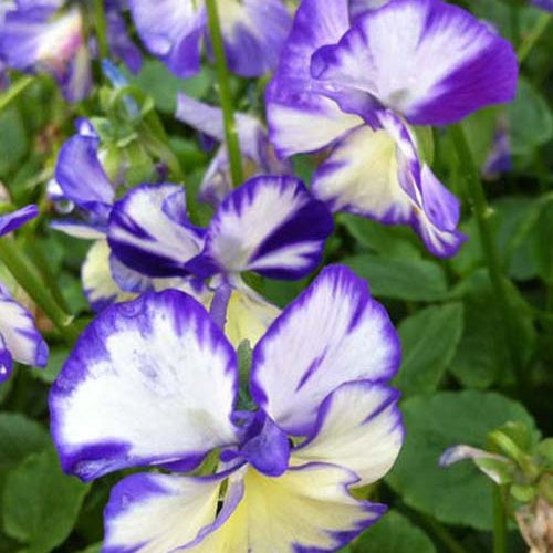 Bakker - 3 Violettes cornue Rebecca - Viola cornuta rebecca - Plantes d'extérieur