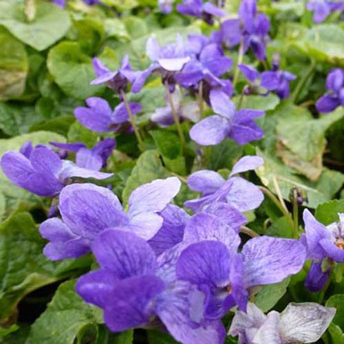 Bakker - 3 Violettes odorantes Königin Charlotte - Viola odorata königin charlotte - Plantes d'extérieur