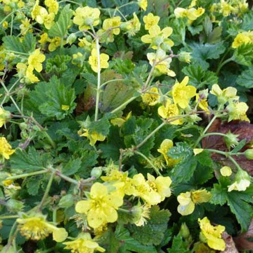 Waldsteinia geoide - Bakker