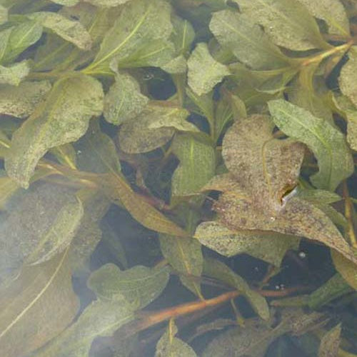 Bakker - Potamot luisant - Potamogeton lucens - Plantes de bassin