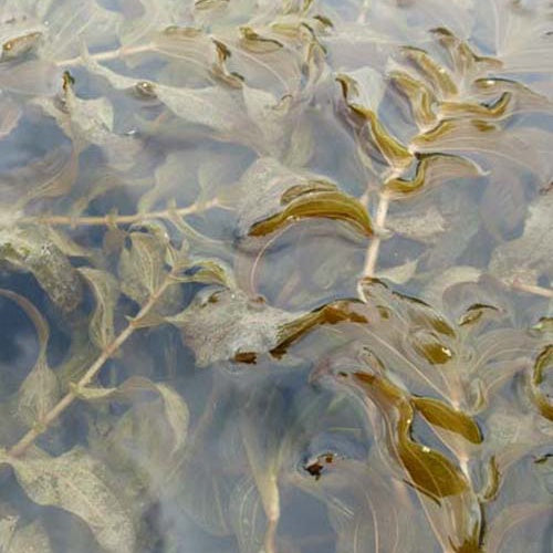 Potamot perfolié - Bakker