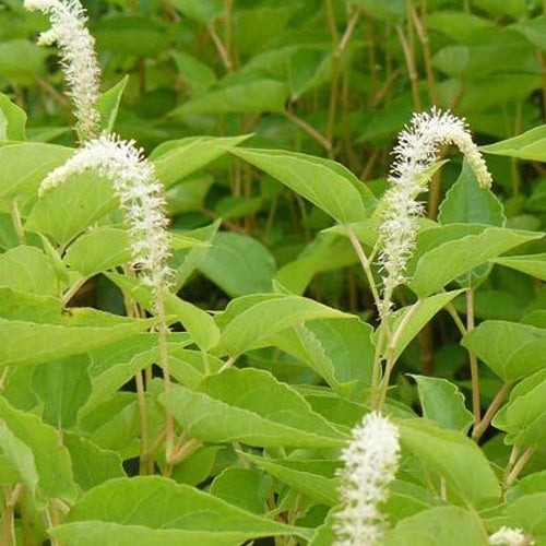 Bakker - Queue de lézard - Saururus chinensis - Plantes d'extérieur