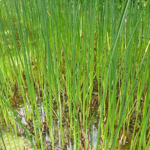 Schoenoplectus lacustris - Jonc des chaisiers Jonc des tonneliers - Graminées