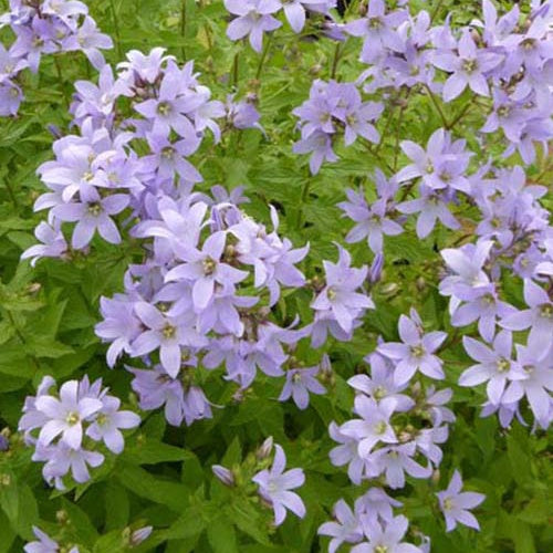 Bakker - Campanule laiteuse Loddon Anna - Campanula lactiflora loddon anna - Plantes d'extérieur