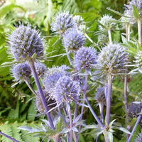 Bakker - 3 Chardons bleus - Eryngium planum - Arbustes et vivaces