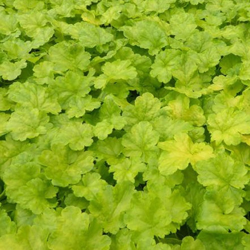 Bakker - Heuchère Sweet Tart - Heuchera sweet tart - little cutie series - Plantes d'extérieur