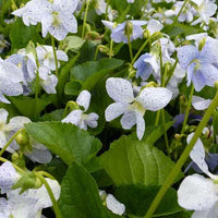 Bakker - Violette vivace Freckles - Viola sororia freckles - Arbustes et vivaces