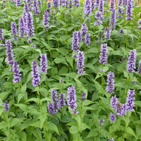 Agastache Black Adder - Bakker