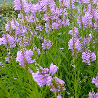 Bakker - Cataleptique Bouquet Rose - Physostegia virginiana 'bouquet rose' - Plantes d'extérieur