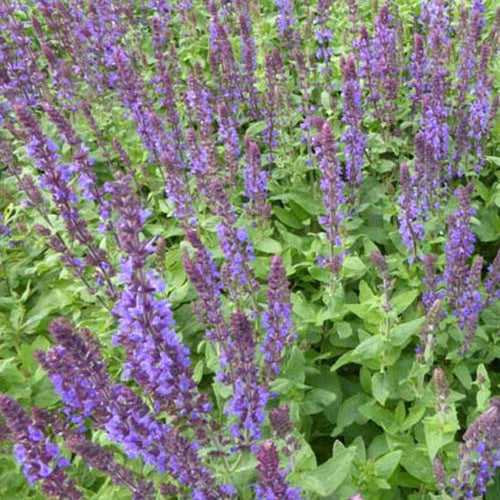 Sauge des bois Blaukonigin - Salvia nemorosa Blaukönigin - Bakker