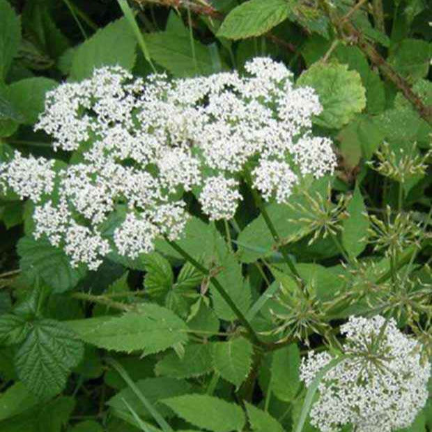 Aegopodium podagraria - Égopode podagraire
