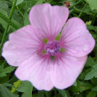 Bakker - Guimauve à feuilles de chanvre - Althaea cannabina - Plantes d'extérieur