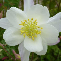 Ancolie Snow Queen - Bakker
