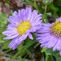 3 Oeil de Christ Rudolf Goethe Asters amelle Rudolphe Goethe - Bakker