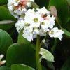 Bakker - Bergénia Bressingham White - Bergenia Bressingham White - Plantes d'extérieur