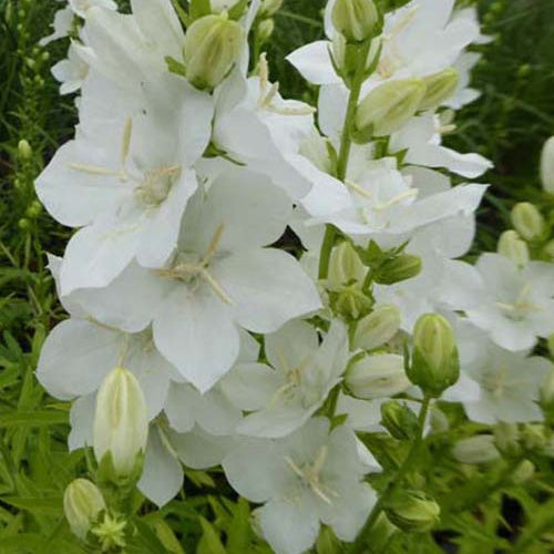 Campanule à fleurs larges Alba - Campanula latiloba alba - Plantes d'extérieur